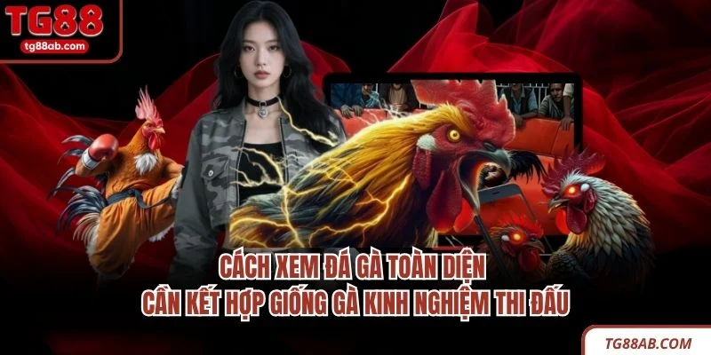 Cách xem đá gà toàn diện cần kết hợp giống gà kinh nghiệm thi đấu