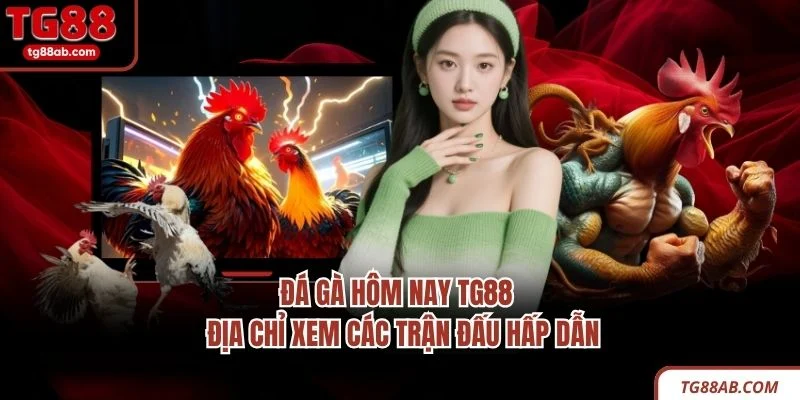 Đá Gà Hôm Nay TG88 - Địa Chỉ Xem Các Trận Đấu Hấp Dẫn 3 Đá Gà Hôm Nay