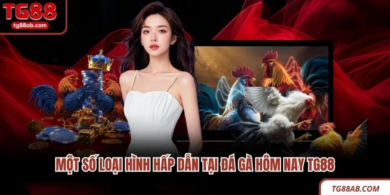 Đá Gà Hôm Nay TG88 - Địa Chỉ Xem Các Trận Đấu Hấp Dẫn 3 Một số loại hình hấp dẫn tại đá gà hôm nay TG88